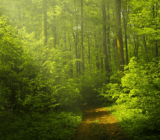 Obras musicales inspiradas en la naturaleza.