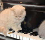 Animales en la música… ¡un gran programa!